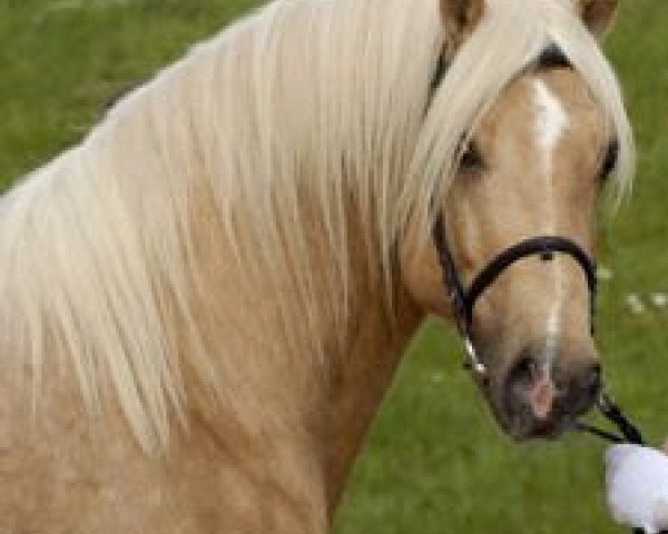 stallion Randeck Pandur (Welsh-Cob (Sek. D), 2006, from Epona Pimur)