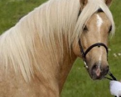 stallion Randeck Pandur (Welsh-Cob (Sek. D), 2006, from Epona Pimur)