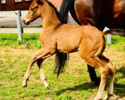 dressage horse Stute von Clarksville / Lavauzelle AA (Holsteiner, 2019, from Clarksville)