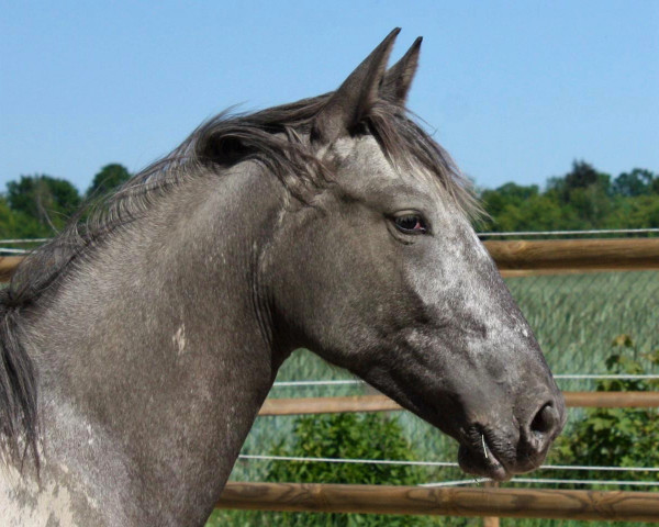 broodmare Bjarka vom Burgengrund (Knabstrupper, 2019, from Pepe)