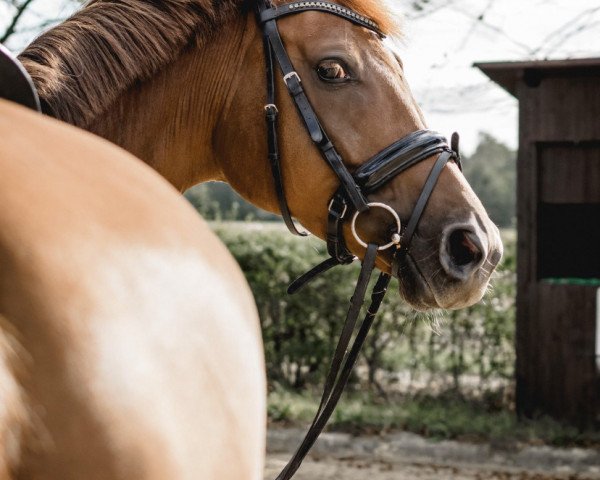 dressage horse Fritz Fuchs (Westphalian, 2016, from Flavis)