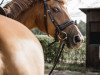 dressage horse Fritz Fuchs (Westphalian, 2016, from Flavis)