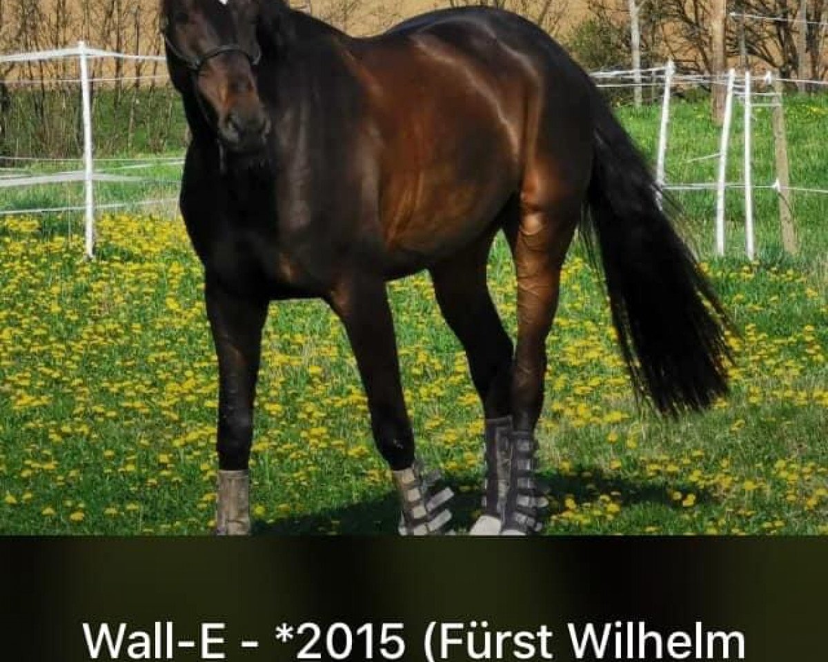 dressage horse Fitzwilliam's Wall-E (German Warmblood, 2015, from Fürst Wilhelm)