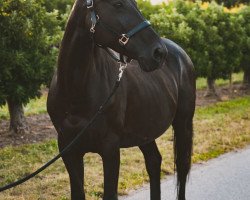 horse Flóra (Hungarian Warmblood, 2009, from Lord Major)