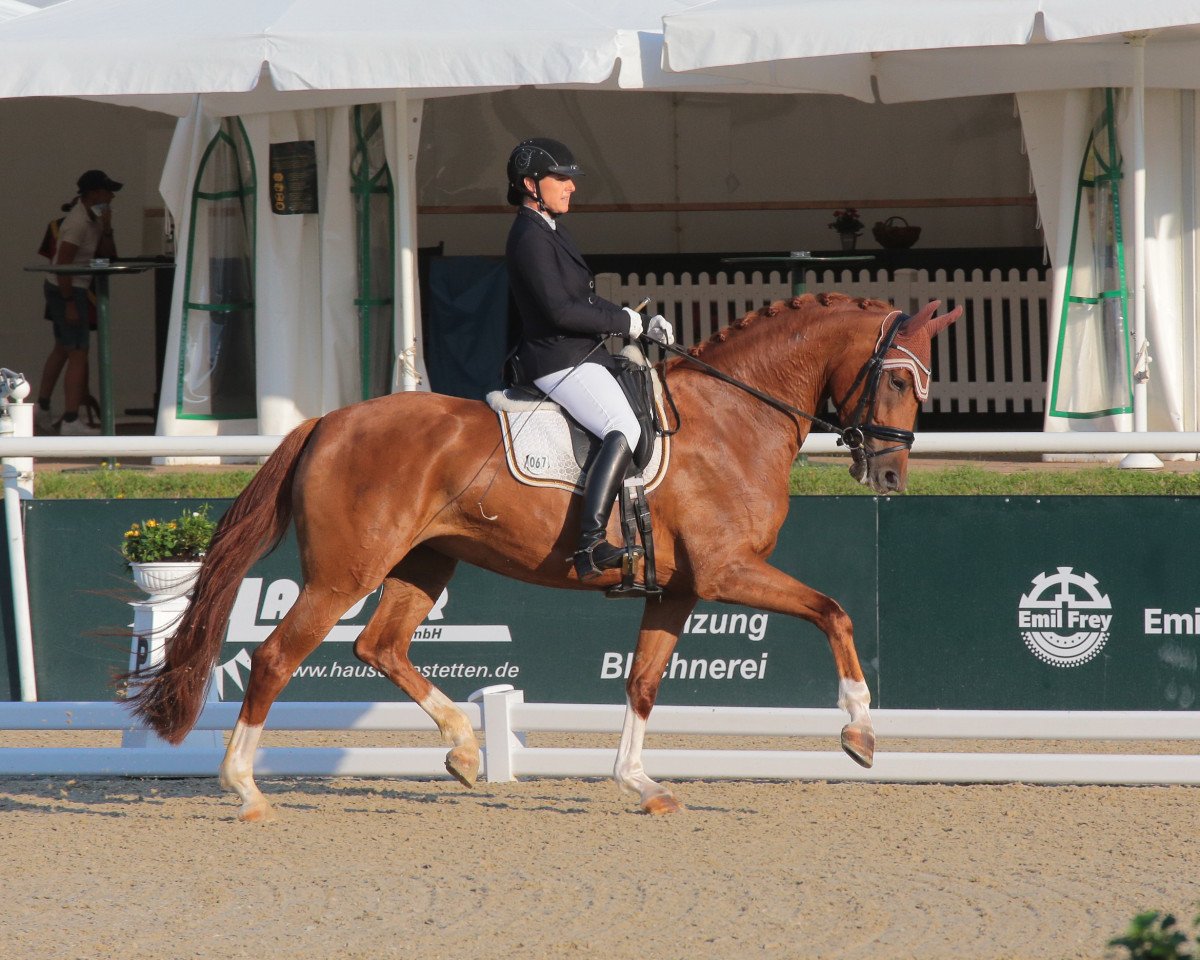 Pferd Donna Rose C (Deutsches Sportpferd, 2016, von Don Juan de Hus)