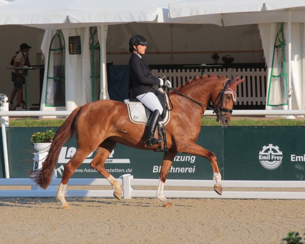 dressage horse Donna Rose C (German Sport Horse, 2016, from Don Juan de Hus)
