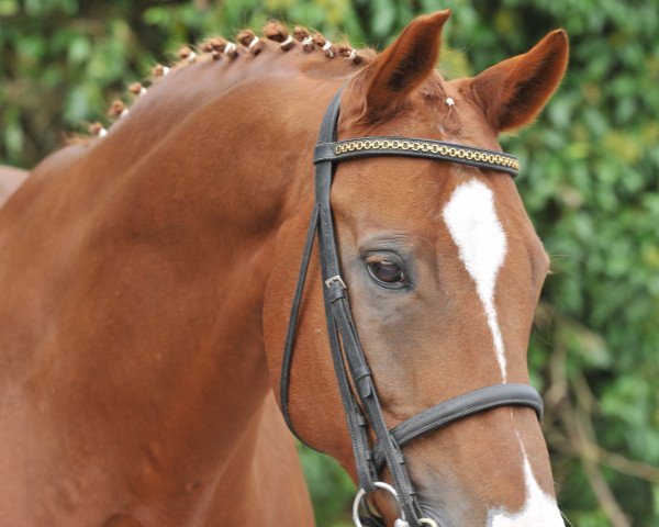 dressage horse Lombadi 3 (Hanoverian, 2002, from Longchamp)