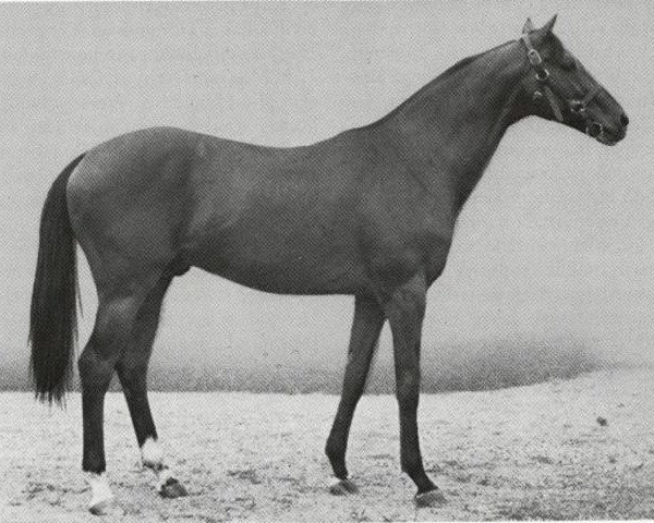 stallion Szaladin xx (Thoroughbred, 1948, from Sultan Mahomed xx)