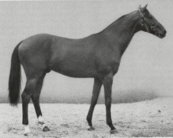 stallion Szaladin xx (Thoroughbred, 1948, from Sultan Mahomed xx)