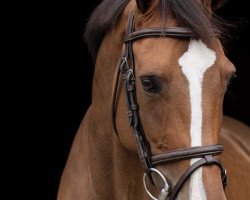 jumper Happyfee (KWPN (Royal Dutch Sporthorse), 2012, from Grison van den Bisschop)