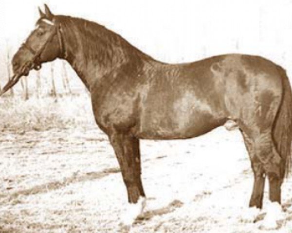 stallion Hazard (Hanoverian, 1959, from Don Juan)