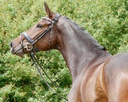 broodmare Fairy Belle 3 (Hanoverian, 2015, from Fürstenball)