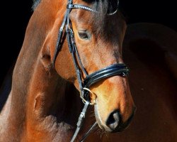 dressage horse Hazelnut 2 (Hanoverian, 2007, from Hochadel)