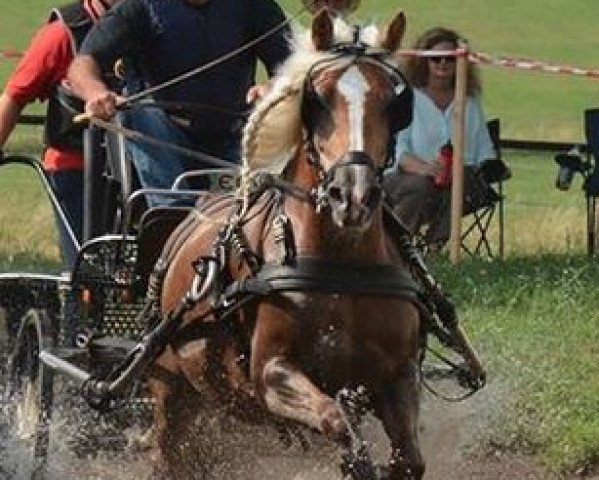 horse Stina (Haflinger, 2009, from Aventurin)