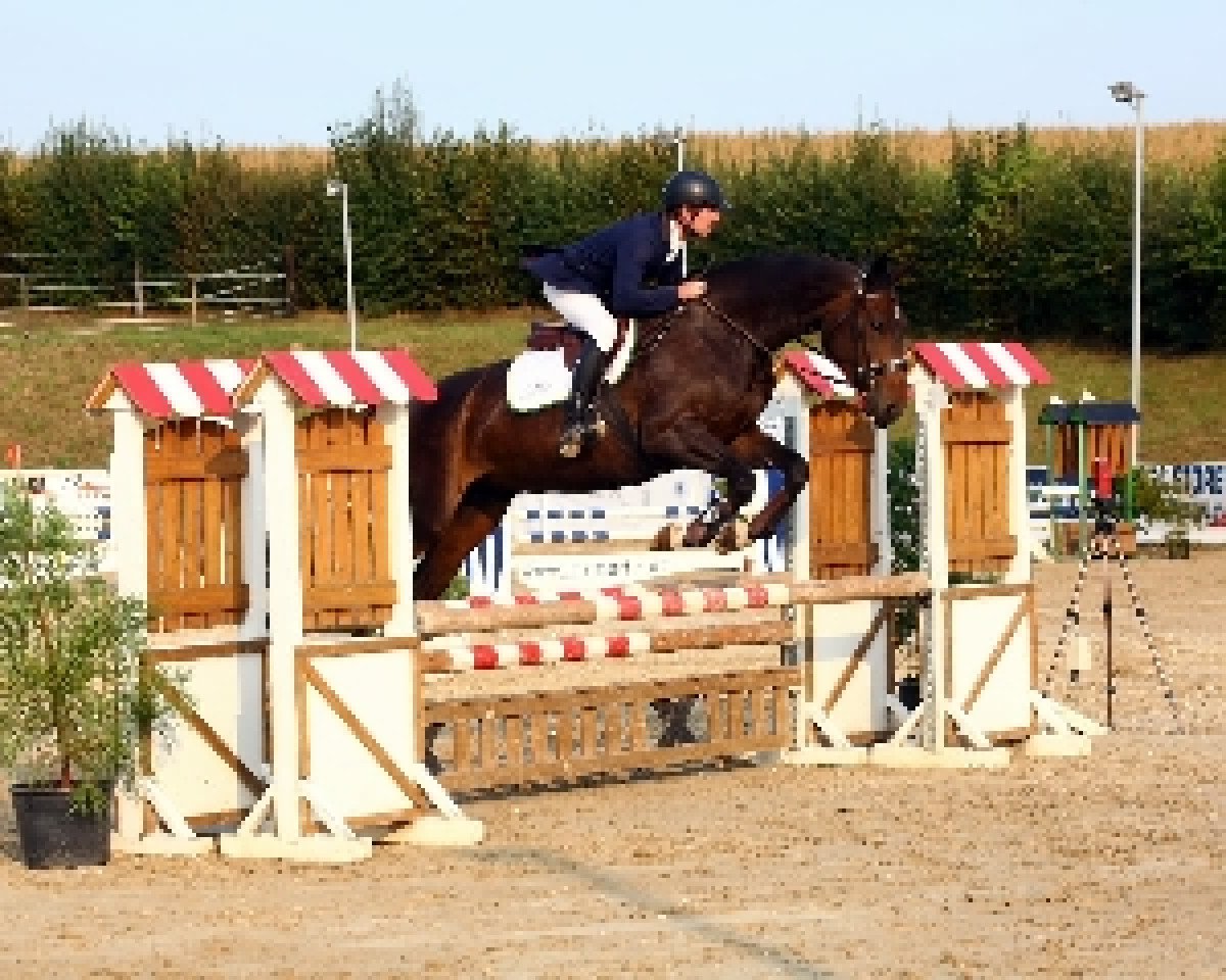 broodmare Baronesse W 3 (Hanoverian, 2016, from Chaman)