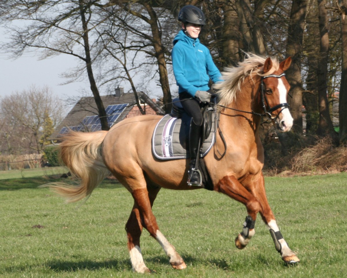 dressage horse Sweet Dressman (German Riding Pony, 2005, from Sweet Dream SF)