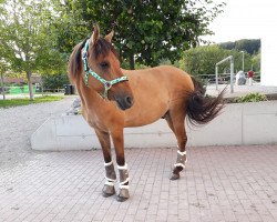 horse Quickstep del Gavilan (Paso Fino, 2008, from Machiavelli de La Tierra)