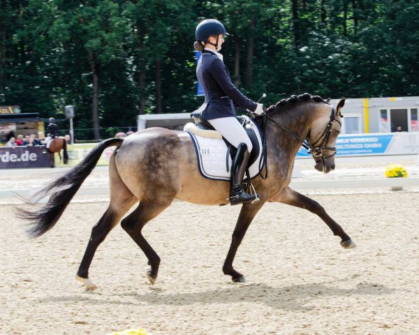 stallion Golden Grey NRW (German Riding Pony, 2014, from Golden State 2)