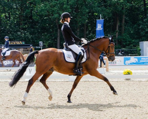 stallion Del-Ray (Westphalian, 2014, from FS Don't Worry)