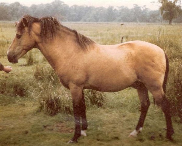 stallion Knightwood Spitfire (New Forest Pony, 1950, from Brookside Spitfire)