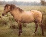 Deckhengst Knightwood Spitfire (New-Forest-Pony, 1950, von Brookside Spitfire)