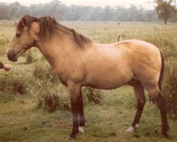 Deckhengst Knightwood Spitfire (New-Forest-Pony, 1950, von Brookside Spitfire)