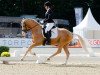 stallion Deinhard B (German Riding Pony, 2014, from Helios B)