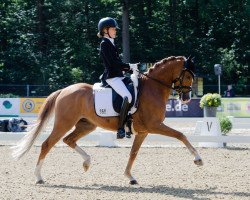 dressage horse Silverstone (German Riding Pony, 2014, from Spring Star's Spirit)