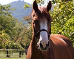 Zuchtstute La Rouge Lou'Lou (Deutsches Reitpferd, 2009, von Lordanos)