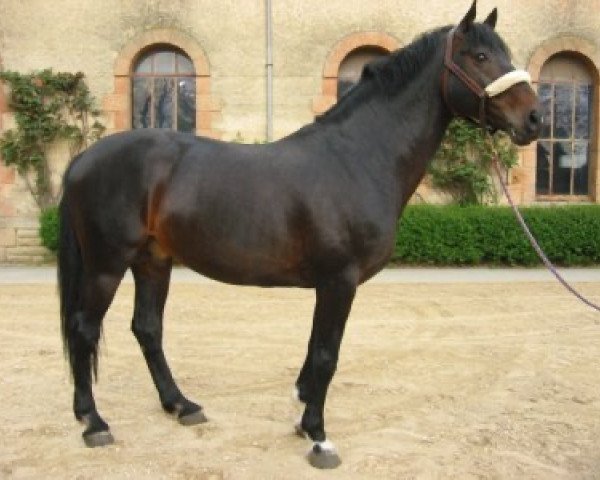 stallion Fedor de Seves (Selle Français, 1993, from Narcos II)