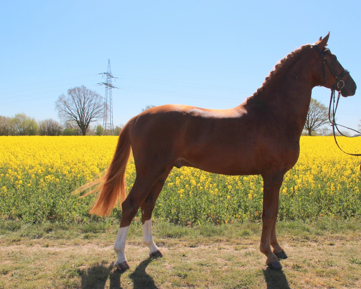 dressage horse Dom Perignon Gold (Oldenburg, 2017, from Danciano)