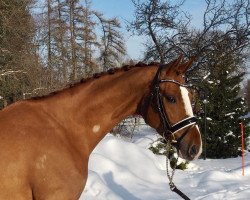 dressage horse Sir Lucas (Hanoverian, 2014, from Sir Donnerhall I)