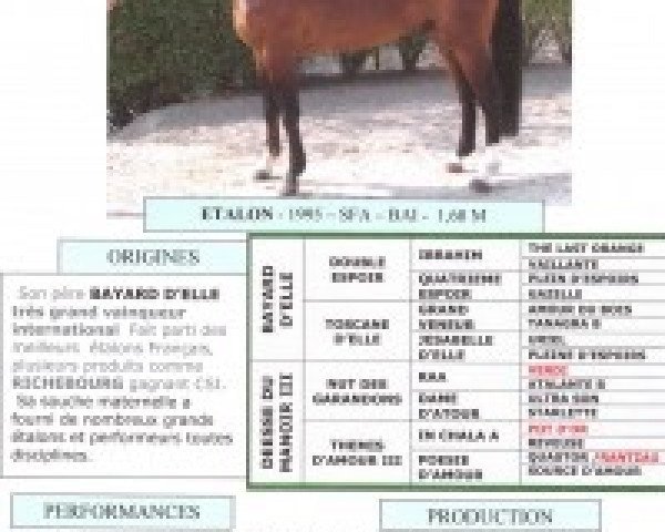 stallion Hardi du Manoir (Selle Français, 1995, from Bayard d'Elle)