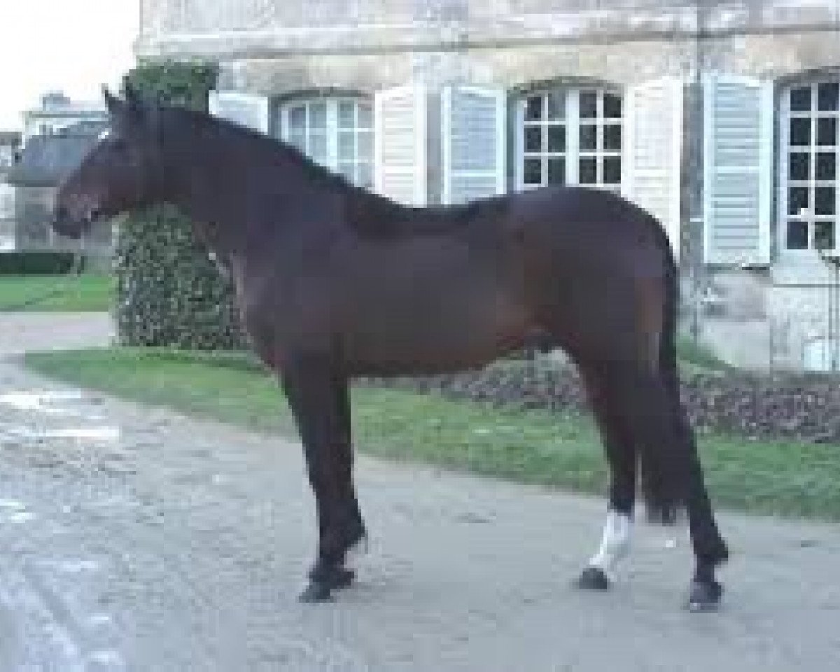 Deckhengst Charleston du Cap (Selle Français, 1990, von Quidam de Revel)