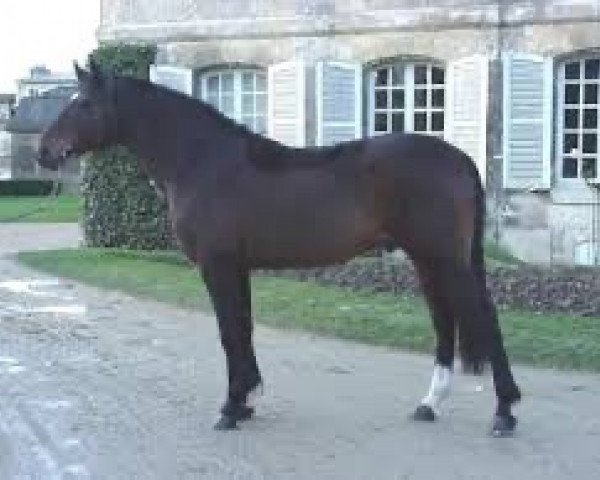 stallion Charleston du Cap (Selle Français, 1990, from Quidam de Revel)