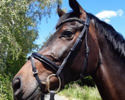 Pferd Rocky Rose (Westfale, 2016, von Rock Forever NRW)