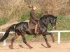 dressage horse Weltmeyers Romanze K (Hanoverian, 2004, from Weltmeyer)