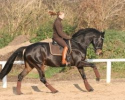 dressage horse Weltmeyers Romanze K (Hanoverian, 2004, from Weltmeyer)