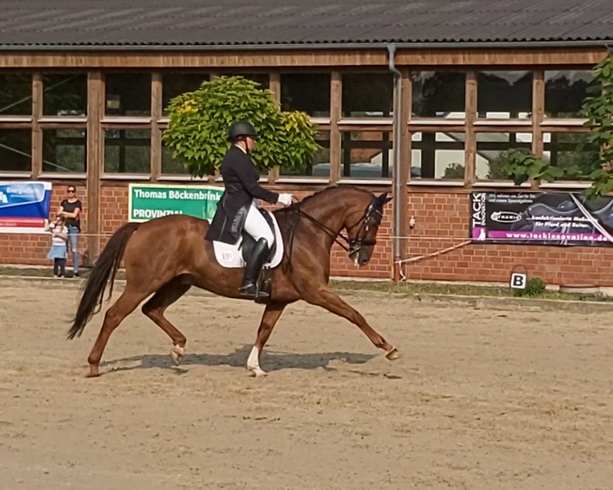 dressage horse Django Unchained 4 (Oldenburg, 2009, from Detroit)
