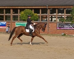 dressage horse Django Unchained 4 (Oldenburg, 2009, from Detroit)