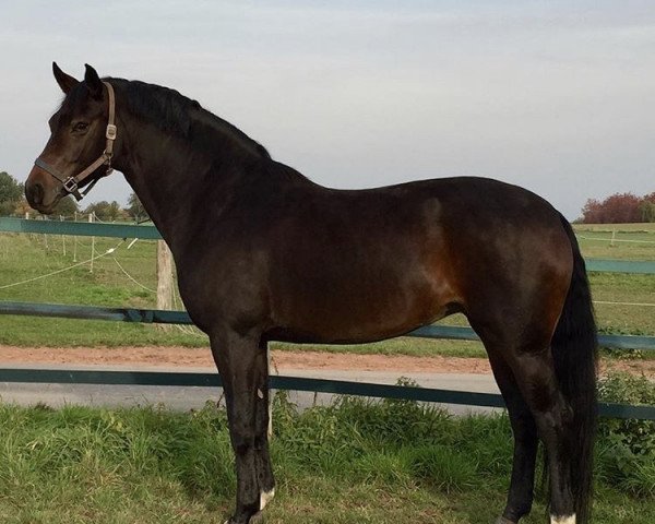 broodmare Fiesta de La Lastra (Oldenburg, 2008, from Fidertanz)