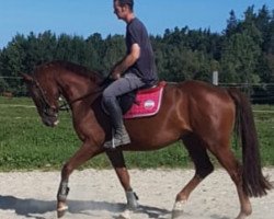 horse Waldprinz (Austrian Warmblood, 2017, from Weltblick)