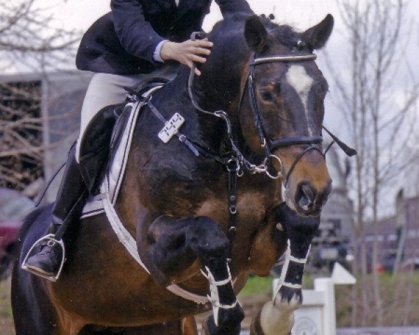 stallion Calme (Hanoverian, 1989, from Calypso I)