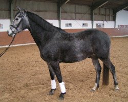 dressage horse Cappo Bianco (German Riding Pony, 2008, from Chantre B)