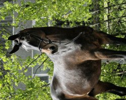 broodmare Santa Baby (Hanoverian, 2001, from Simply Spruce Meadows)