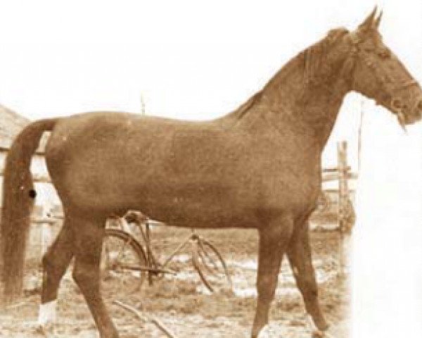stallion Háry János (Hanoverian, 1953, from Eleve)