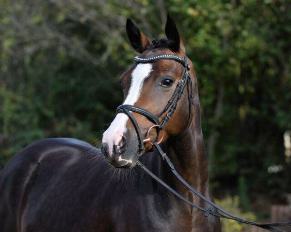 jumper Miss Helena (German Riding Pony, 2015, from Steendieks Mc Laren)