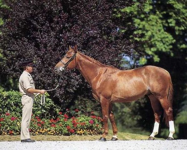 stallion Beau Reve Platiere (Selle Français, 1989, from Grand Veneur)