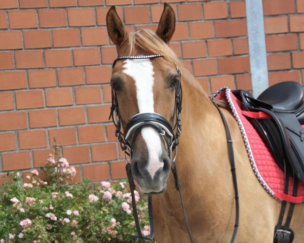 jumper Eduardo (Little German Riding Horse, 2014)