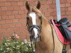 dressage horse Eduardo (Little German Riding Horse, 2014)